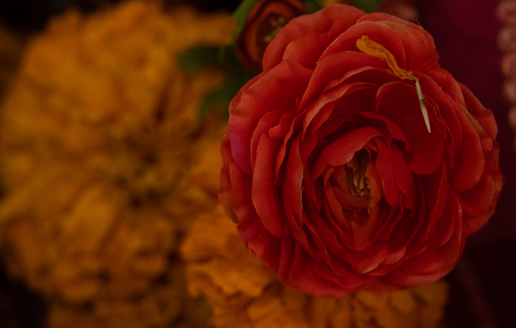 Community and Events photography by Marcy Facundo-Moya