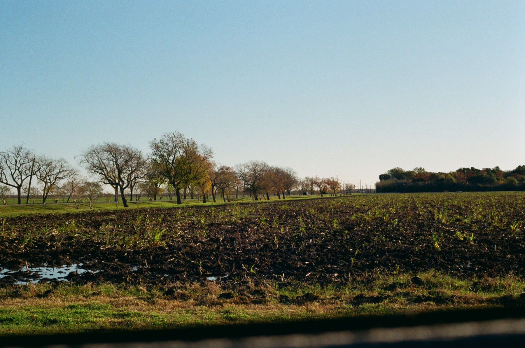 Film photograph on Kodak Gold 200 by Marcy Facundo-Moya