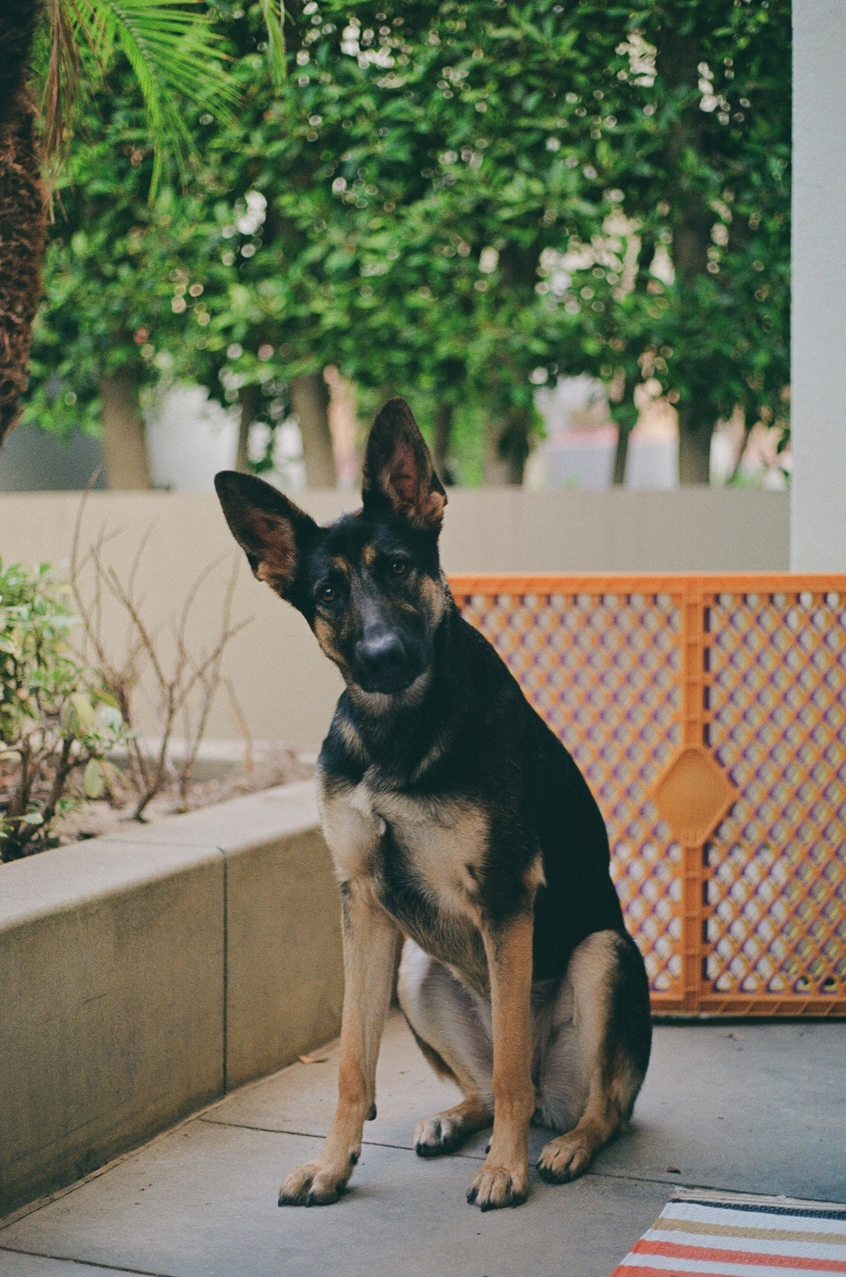 Film photograph on Fujifilm 200 by Marcy Facundo-Moya