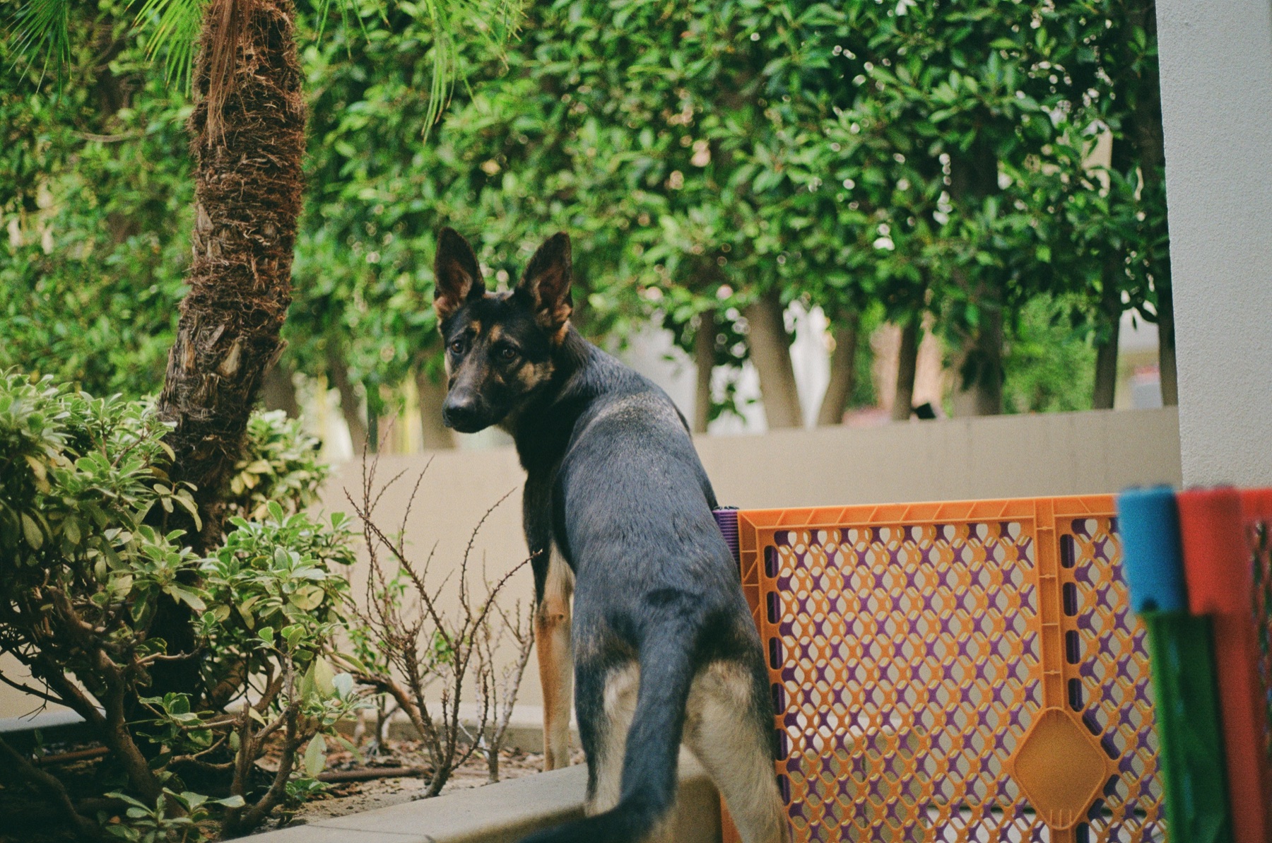 Film photograph on Fujifilm 200 by Marcy Facundo-Moya