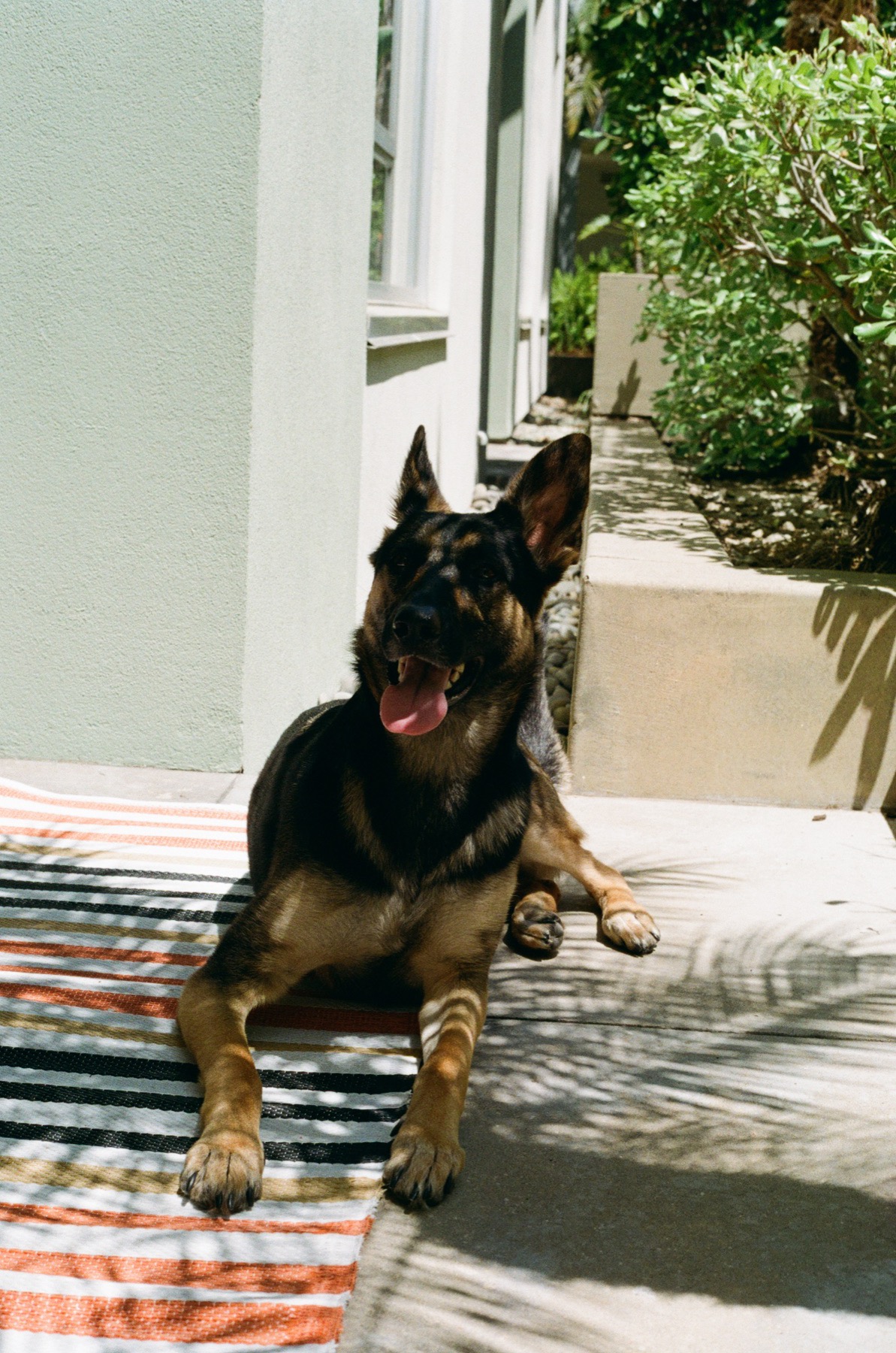 Film photograph on Kodak Gold 200 by Marcy Facundo-Moya