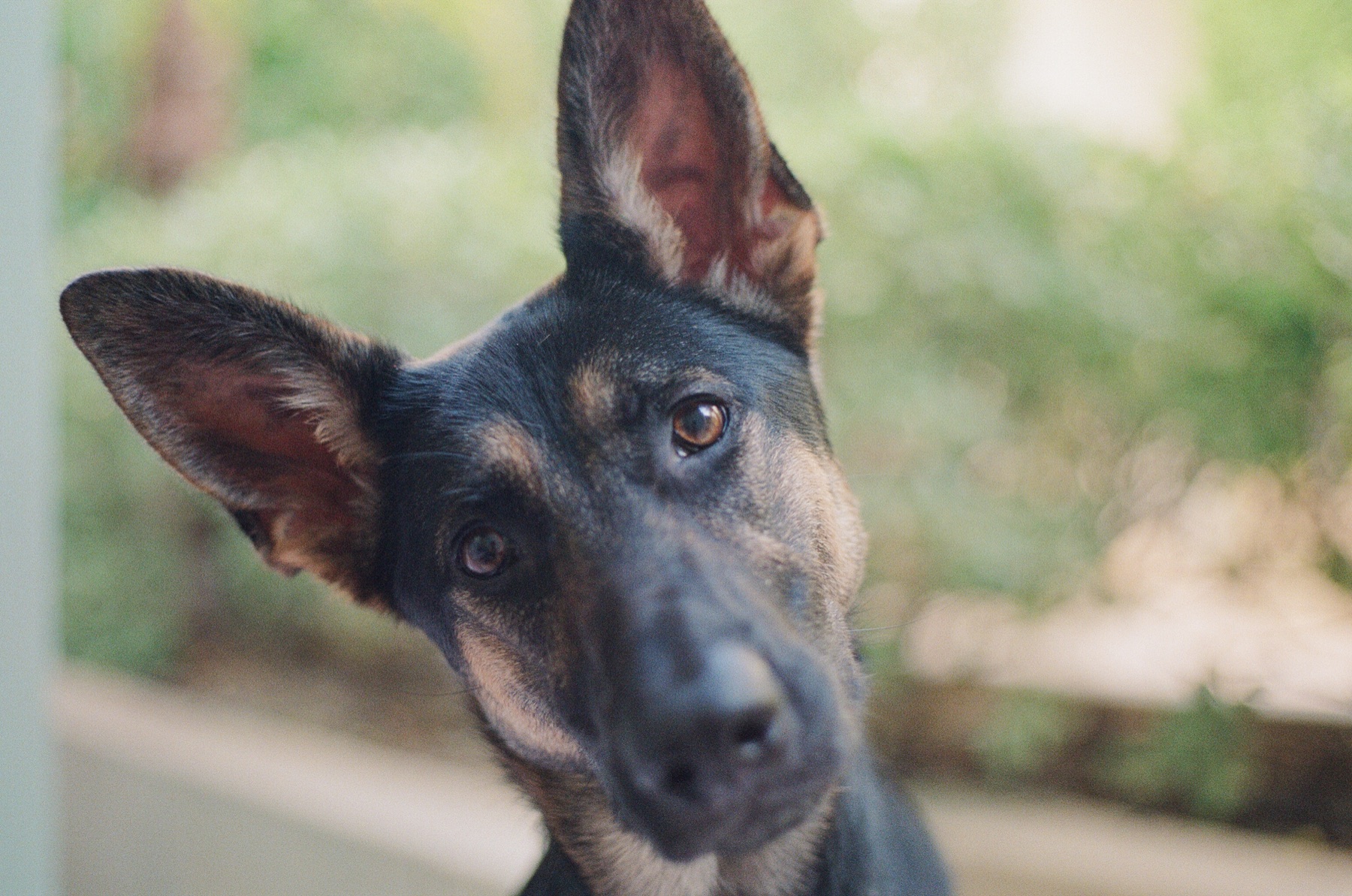 Film photograph on Kodak Portra 800 by Marcy Facundo-Moya