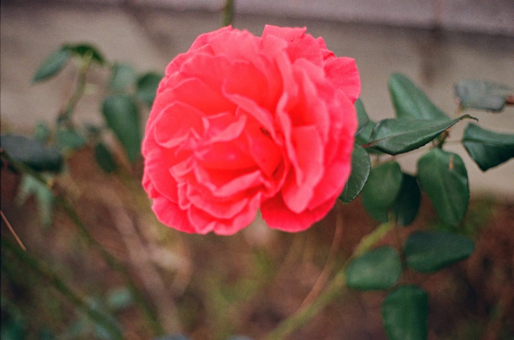 Film photograph on Fujifilm 200 by Marcy Facundo-Moya